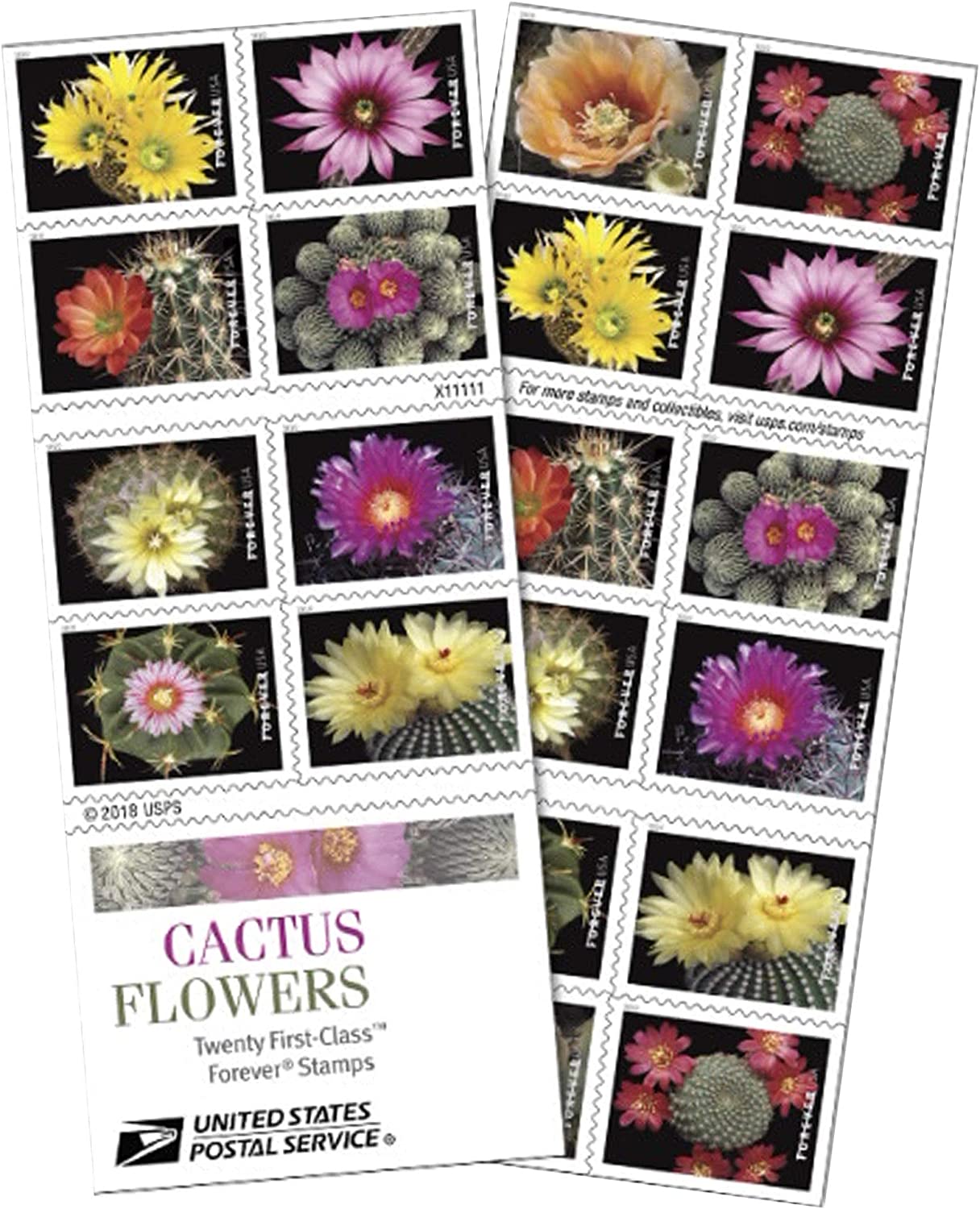 Cactus Flowers